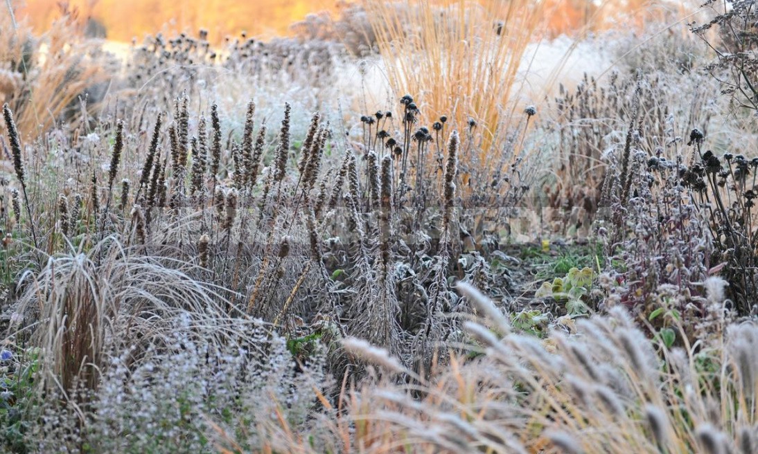 Twenty Perennials For The Flower Garden In November