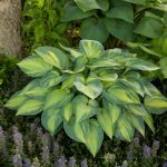 Unpretentious Perennials For Flower Beds In The Sun And In The Shade