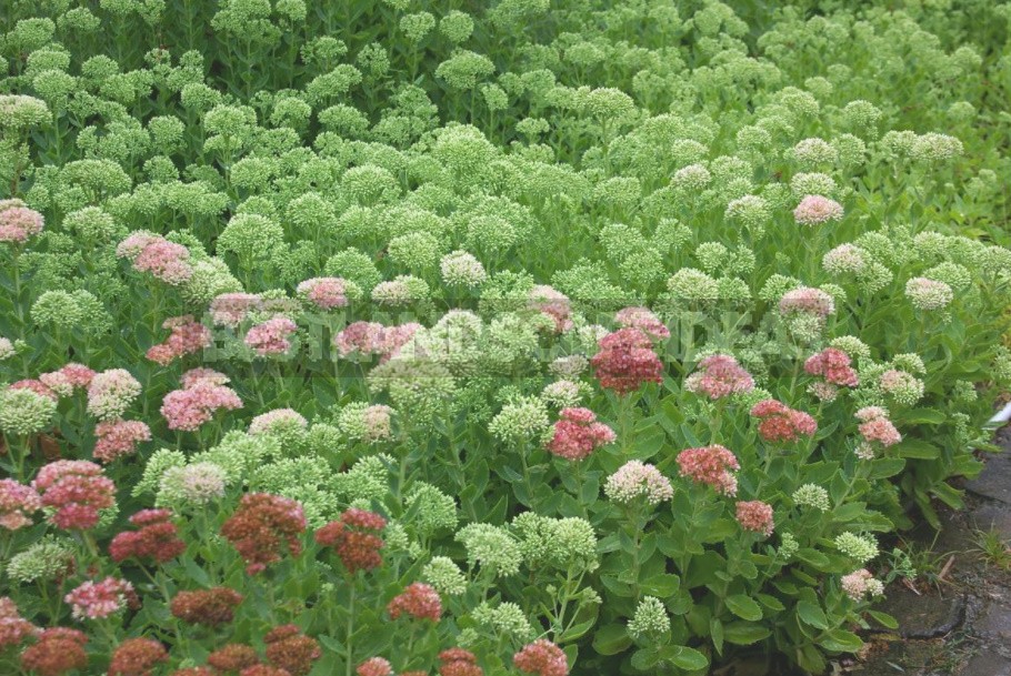 Unpretentious Perennials For Flower Beds In The Sun And In The Shade