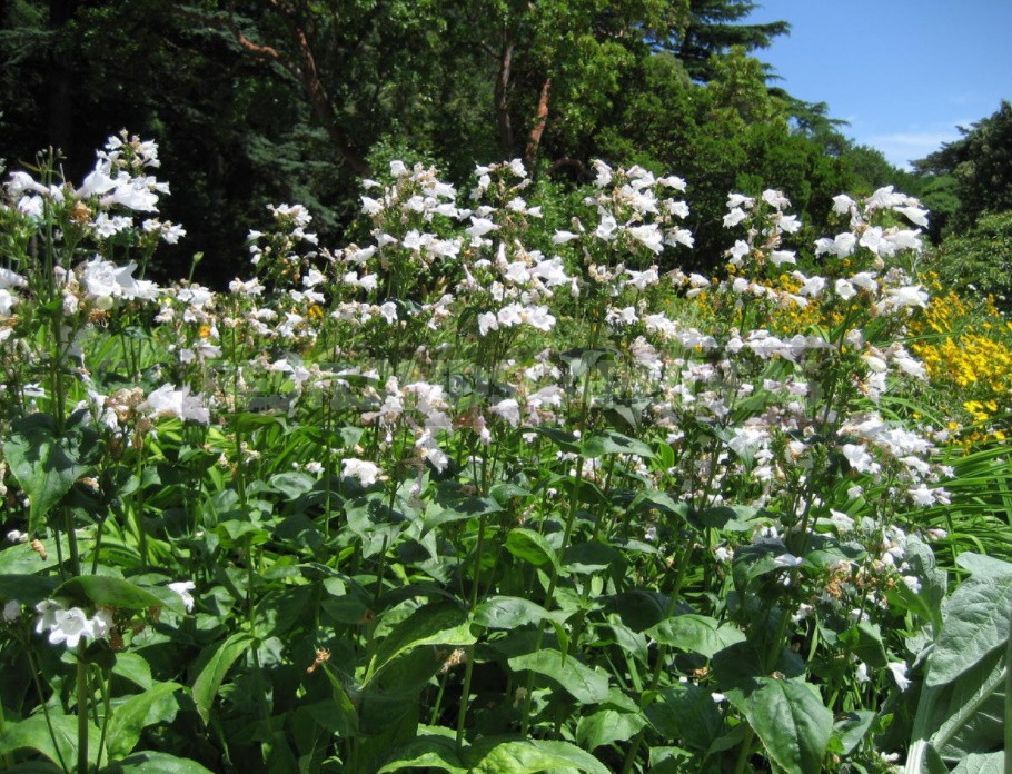 Unpretentious Perennials For Flower Beds In The Sun And In The Shade