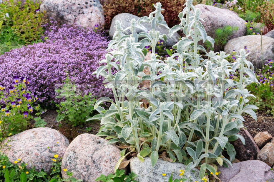 Unpretentious Perennials For Flower Beds In The Sun And In The Shade