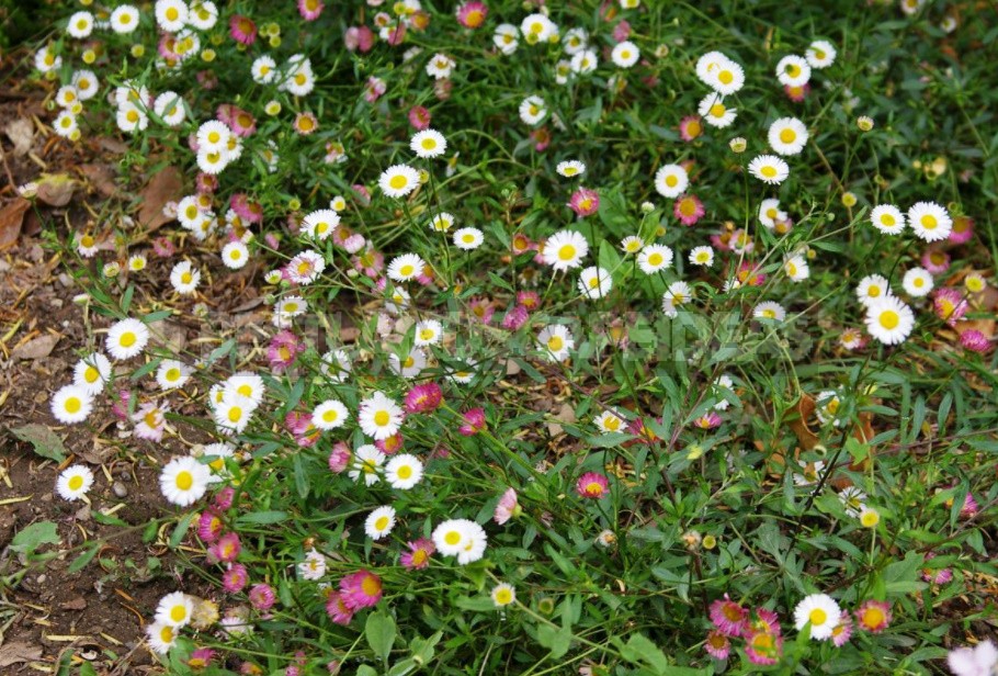 Unpretentious Perennials For Flower Beds In The Sun And In The Shade