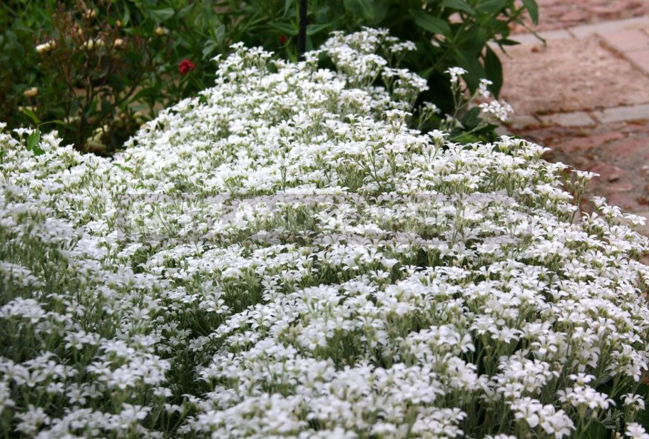 Unpretentious Perennials For Flower Beds In The Sun And In The Shade