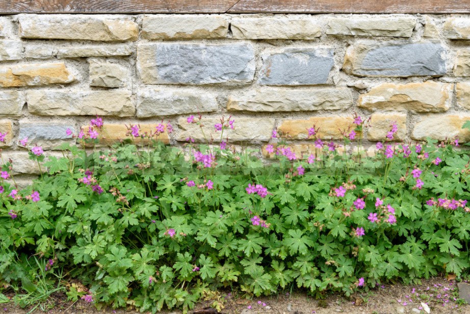 Unpretentious Perennials For Flower Beds In The Sun And In The Shade