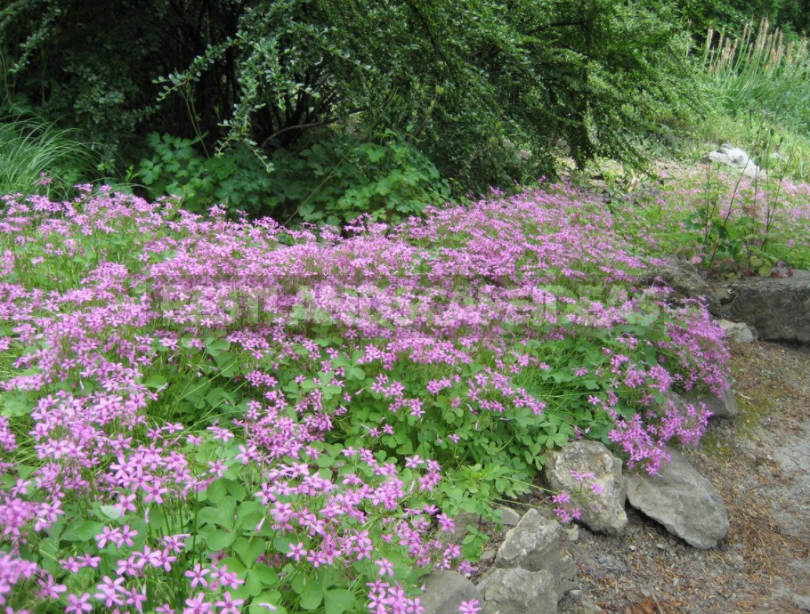 Unpretentious Perennials For Flower Beds In The Sun And In The Shade