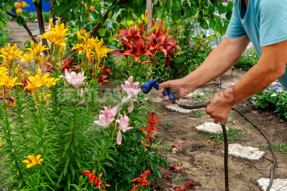 Unpretentious Perennials For Flower Beds In The Sun And In The Shade