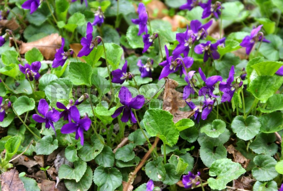 Unpretentious Perennials For Flower Beds In The Sun And In The Shade