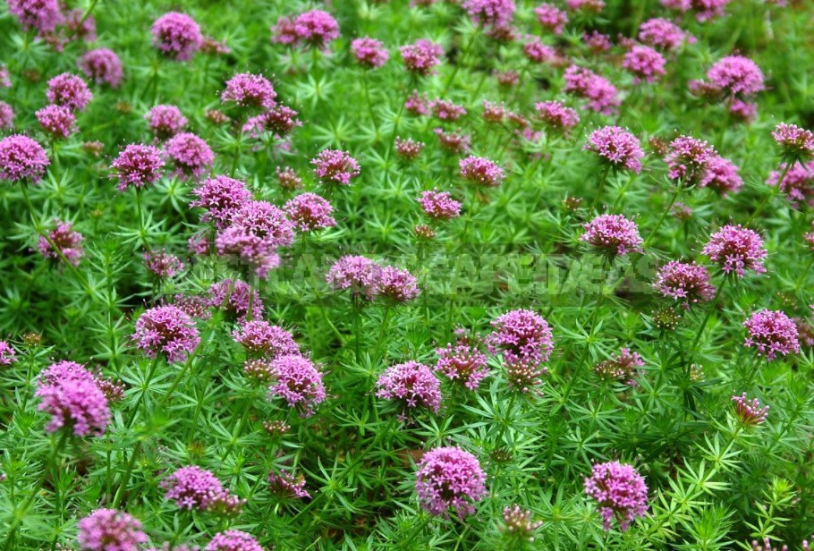 Unpretentious Perennials For Flower Beds In The Sun And In The Shade