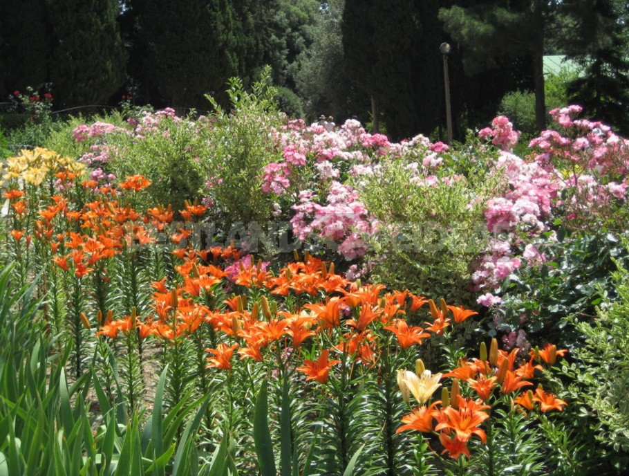 Unpretentious Perennials For Flower Beds In The Sun And In The Shade