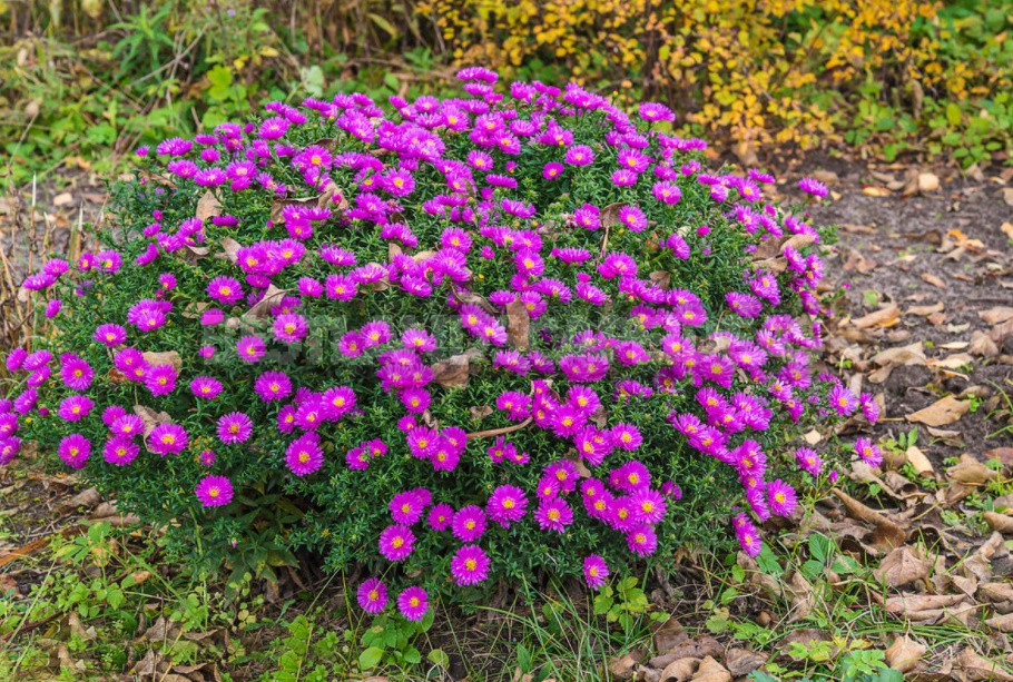 Unpretentious Perennials For Flower Beds In The Sun And In The Shade