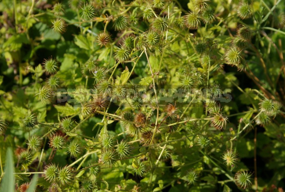 Unpretentious Perennials For Flower Beds In The Sun And In The Shade