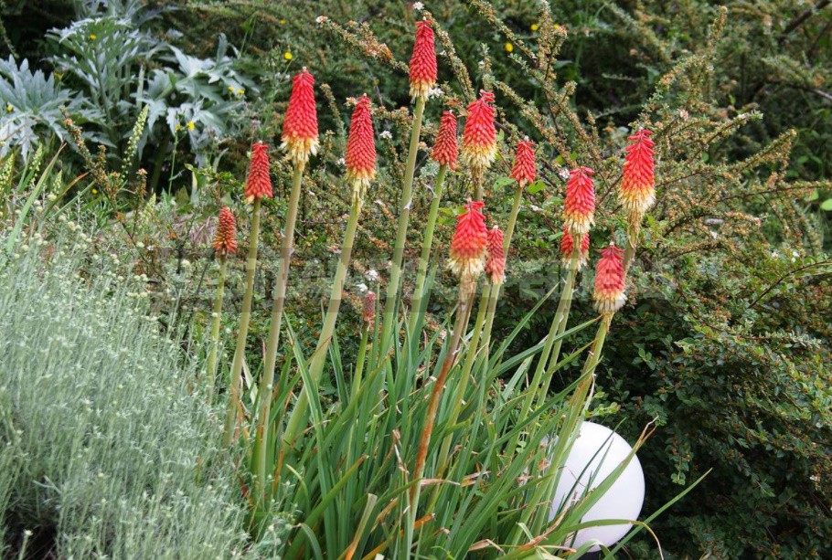 Unpretentious Perennials For Flower Beds In The Sun And In The Shade