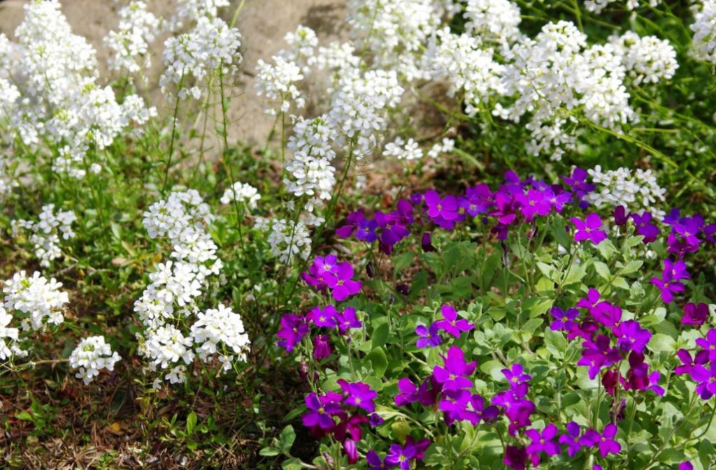 Unpretentious Perennials For The Garden: Cereals, Grasses And Groundcovers