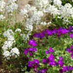 Unpretentious Perennials For The Garden: Cereals, Grasses And Groundcovers
