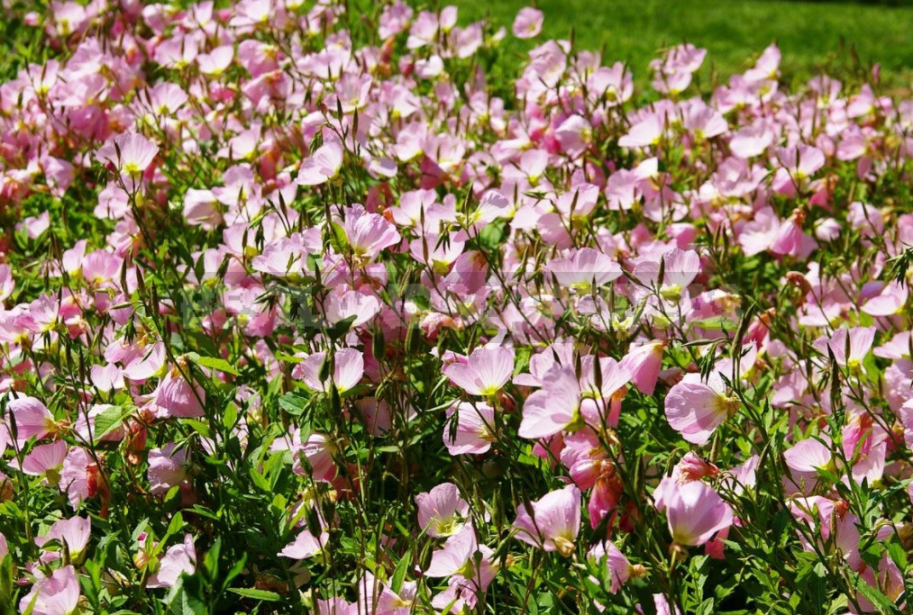 Unpretentious Perennials For The Garden: Cereals, Grasses And Groundcovers