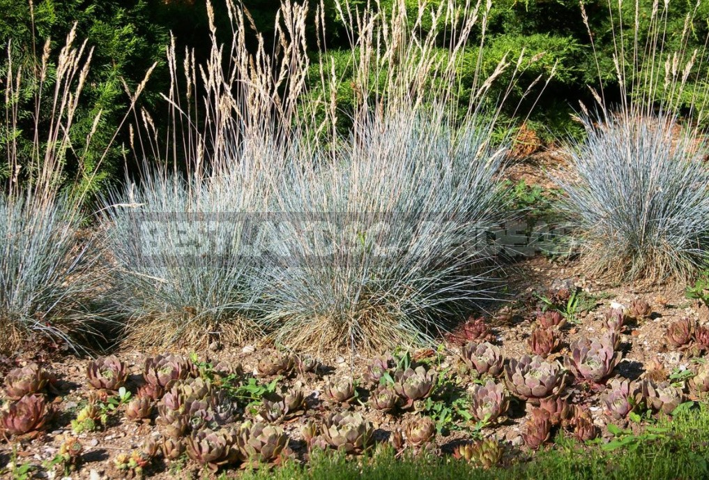 Unpretentious Perennials For The Garden: Cereals, Grasses And Groundcovers