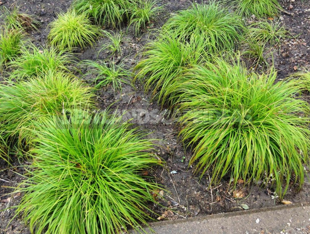 Unpretentious Perennials For The Garden: Cereals, Grasses And Groundcovers