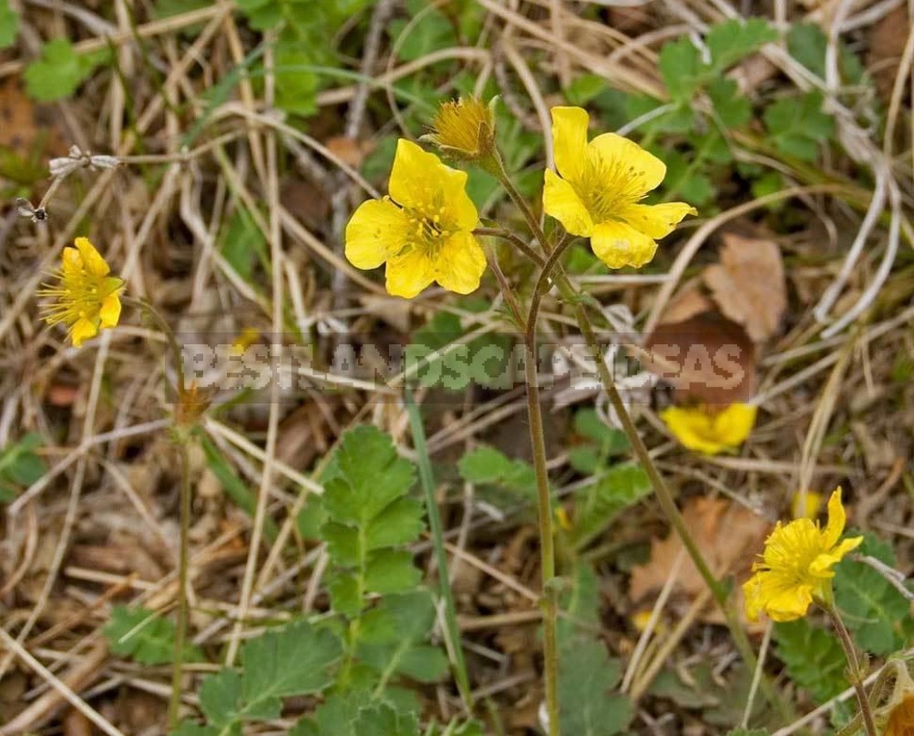 Unpretentious Perennials For The Garden: Cereals, Grasses And Groundcovers