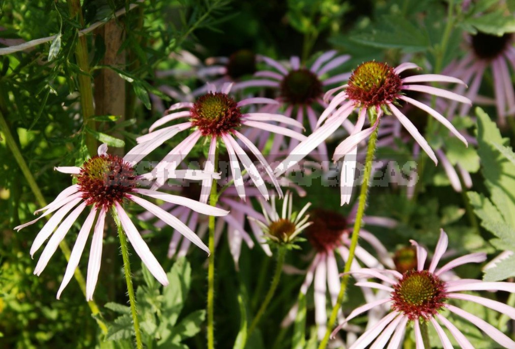 Unpretentious Perennials For The Garden: Cereals, Grasses And Groundcovers