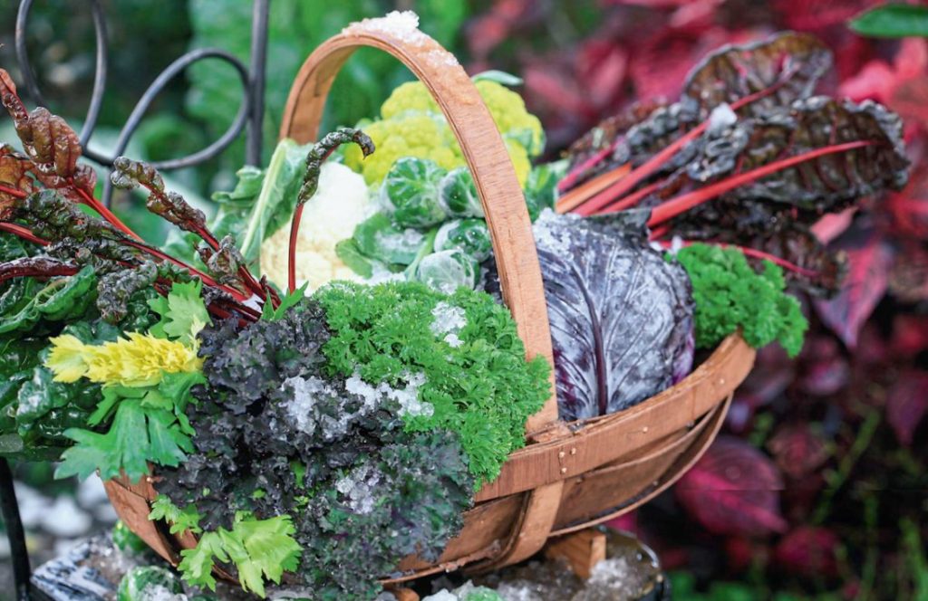 Vegetables Should Be Eaten Whole: From Leaf To Root