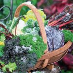 Vegetables Should Be Eaten Whole: From Leaf To Root