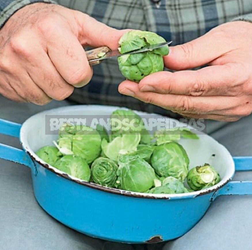 Vegetables Should Be Eaten Whole: From Leaf To Root