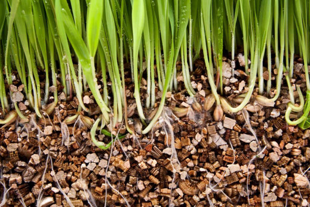 Vermiculite: What It Is And How To Use It