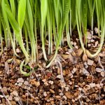 Vermiculite: What It Is And How To Use It