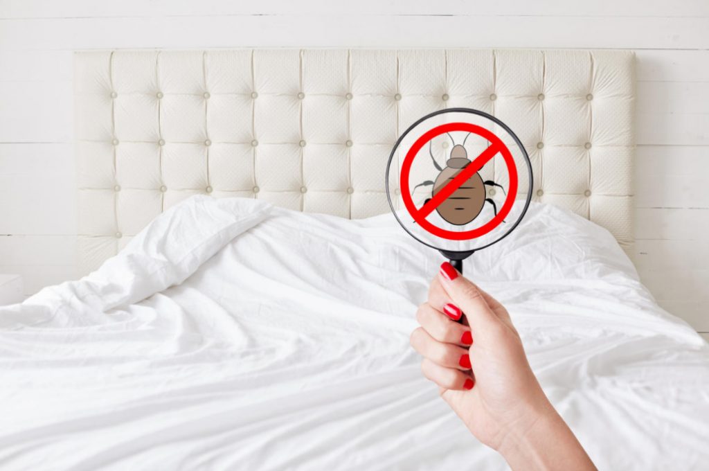 What Are The Dangers Of Bed Bugs And How To Get Rid Of Them (Part 1)