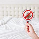 What Are The Dangers Of Bed Bugs And How To Get Rid Of Them (Part 1)