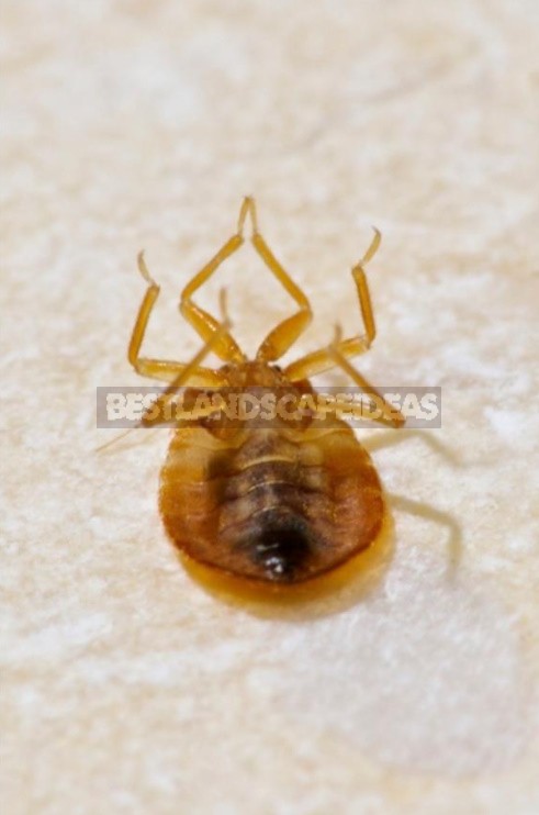 What Are The Dangers Of Bed Bugs And How To Get Rid Of Them (Part 2)