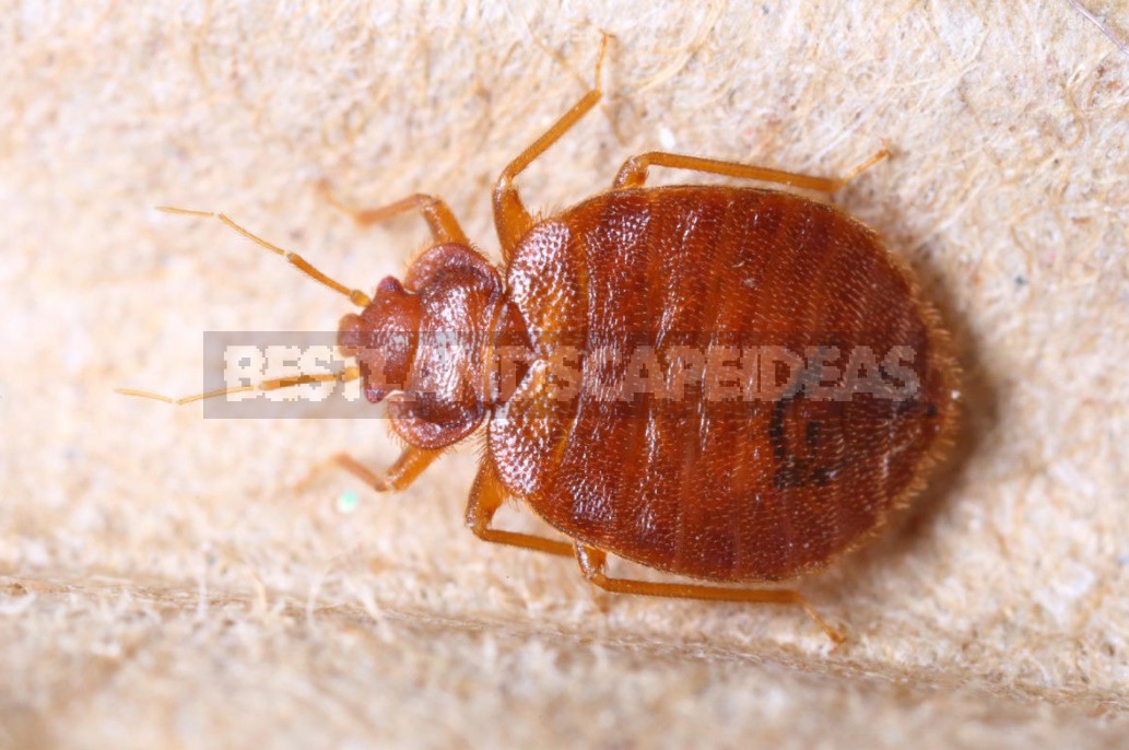 What Are The Dangers Of Bed Bugs And How To Get Rid Of Them (Part 1)