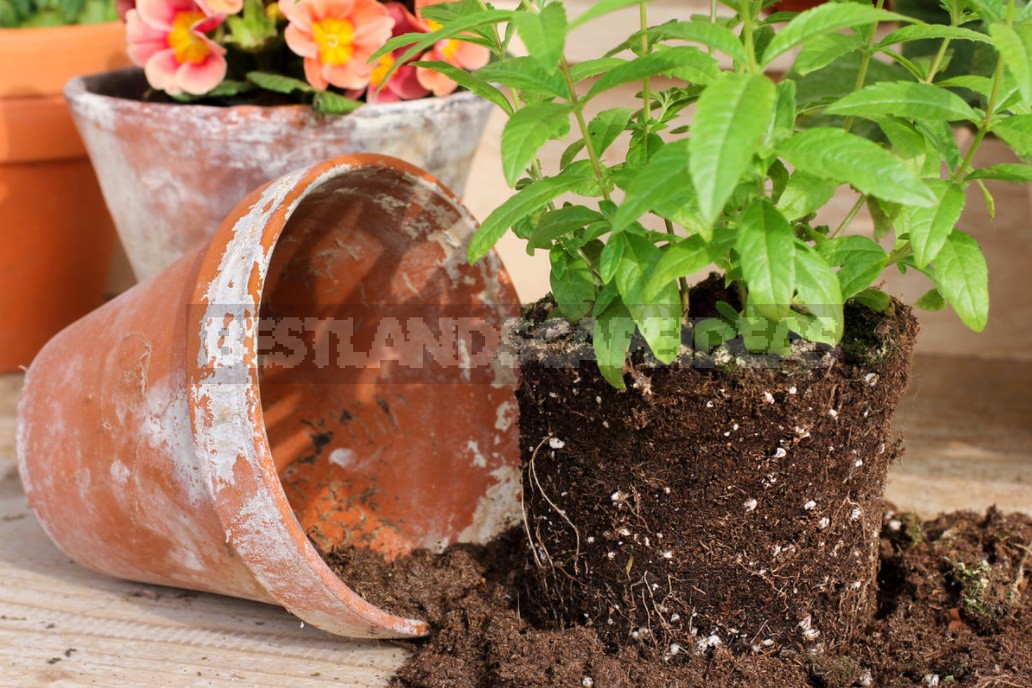 What Is Perlite And How To Use It Correctly In Gardening