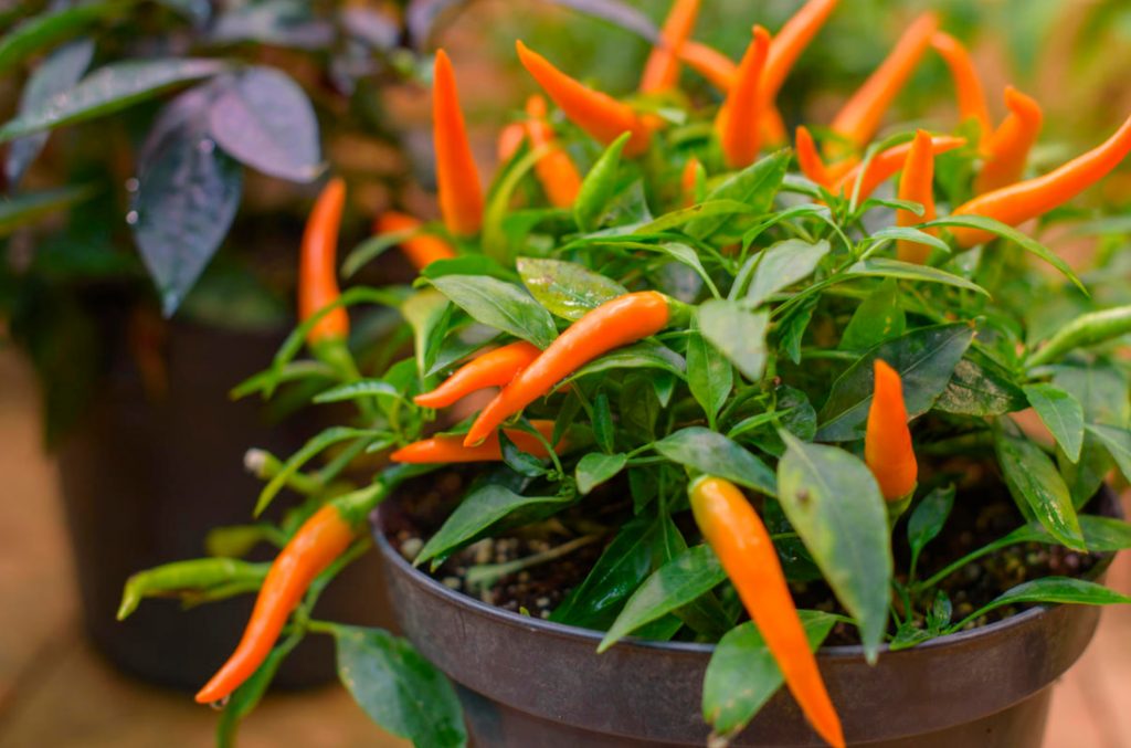 What Vegetables Can Be Grown On The Windowsill