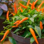 What Vegetables Can Be Grown On The Windowsill