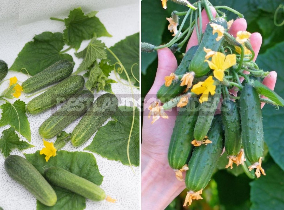 What Vegetables Can Be Grown On The Windowsill