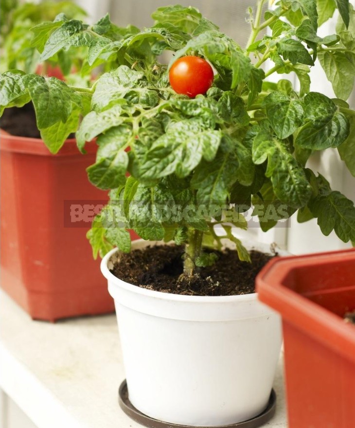 What Vegetables Can Be Grown On The Windowsill