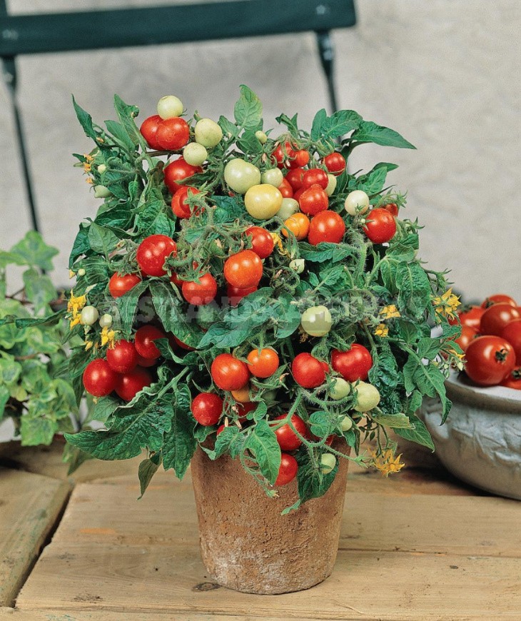 What Vegetables Can Be Grown On The Windowsill