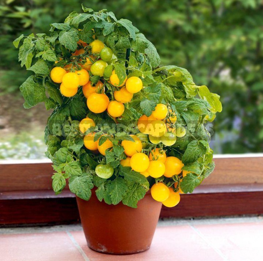 What Vegetables Can Be Grown On The Windowsill