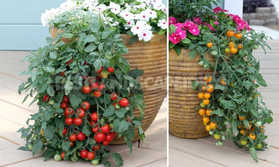 What Vegetables Can Be Grown On The Windowsill