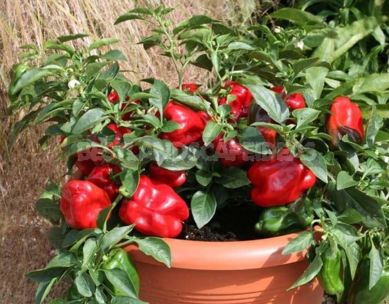 What Vegetables Can Be Grown On The Windowsill