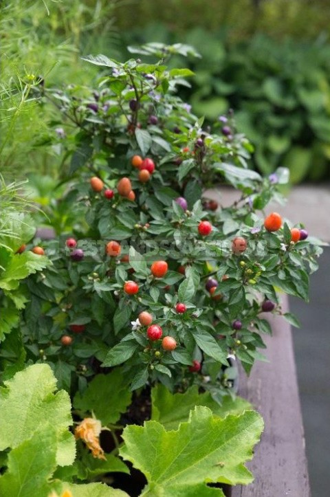 What Vegetables Can Be Grown On The Windowsill