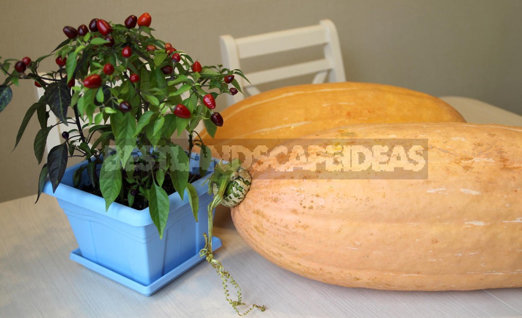 What Vegetables Can Be Grown On The Windowsill