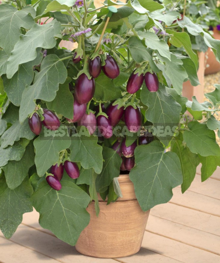 What Vegetables Can Be Grown On The Windowsill