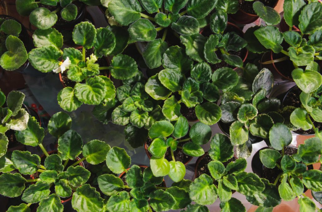 15 Reasons Why Violets Don’t Bloom (Part 1)