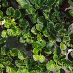 15 Reasons Why Violets Don’t Bloom (Part 1)