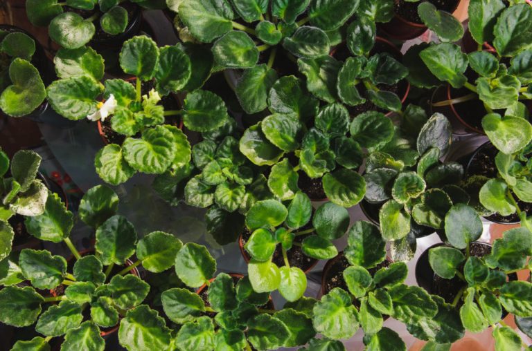 15 Reasons Why Violets Don't Bloom (Part 1) Best Landscape Ideas