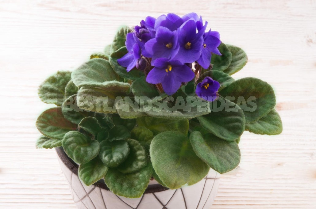 15 Reasons Why Violets Don't Bloom (Part 2)