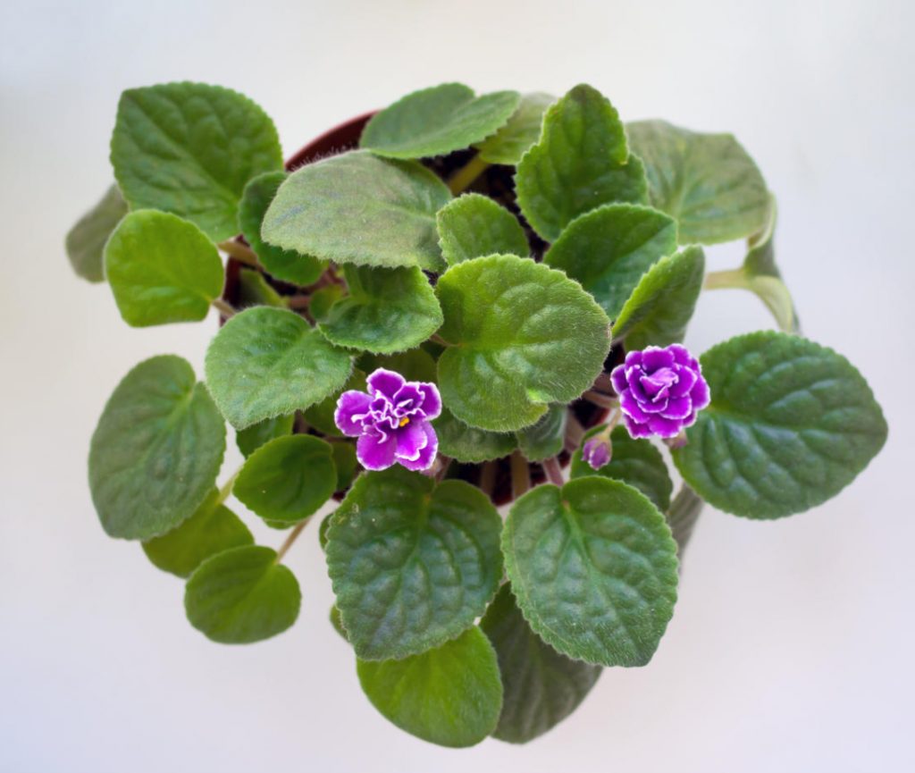 15 Reasons Why Violets Don't Bloom (Part 1) Best Landscape Ideas