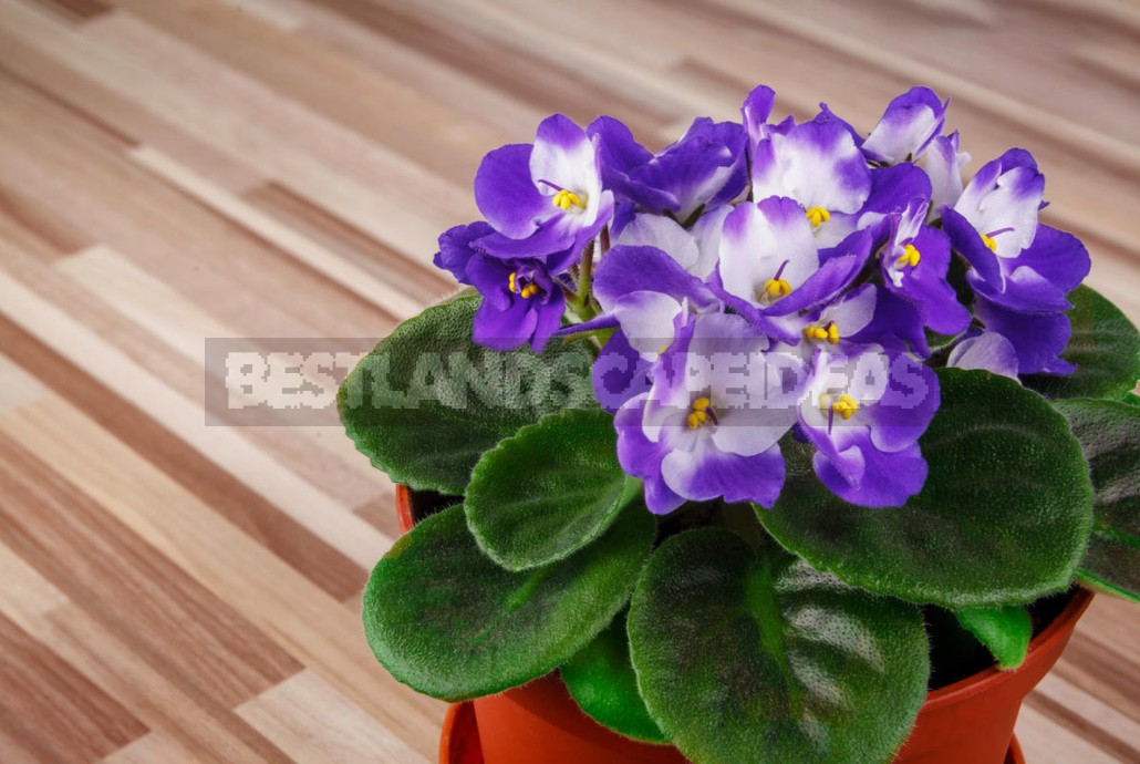 15 Reasons Why Violets Don't Bloom (Part 1)